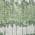 Green color or pattern variation