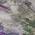 Lavender color or pattern variation
