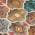 Coral color or pattern variation