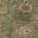 Olive color or pattern variation