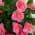 Pink color or pattern variation