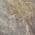 Beige color or pattern variation