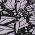 Lavender color or pattern variation