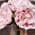Pink color or pattern variation