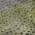 Green color or pattern variation