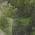Green color or pattern variation
