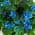 Blue color or pattern variation