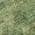 Olive color or pattern variation