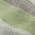 Mint color or pattern variation