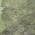 Green color or pattern variation