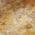Brown color or pattern variation