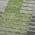 Green color or pattern variation