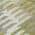 Fern color or pattern variation
