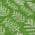 Green color or pattern variation