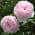 Earth Angel Light Pink color or pattern variation