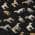 Black color or pattern variation
