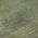 Fern color or pattern variation