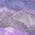 Lavender color or pattern variation
