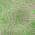 Lime color or pattern variation