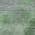 Green color or pattern variation