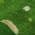 Green color or pattern variation
