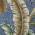 Blue color or pattern variation