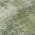 Fern color or pattern variation