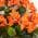 Orange color or pattern variation