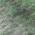 Green color or pattern variation