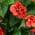 Red color or pattern variation