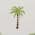 Palm Tree