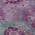 Purple color or pattern variation