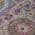 Purple color or pattern variation