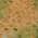 Copper color or pattern variation