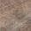 Coral color or pattern variation