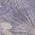 Purple color or pattern variation