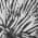 BLACK color or pattern variation