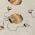 Beige color or pattern variation