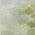 Green color or pattern variation