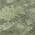 Fern color or pattern variation