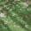 Green color or pattern variation