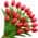 Red color or pattern variation