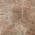 Coral color or pattern variation