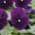 Viola Purple color or pattern variation