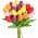 Multi-Colored color or pattern variation