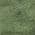 Fern color or pattern variation