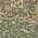 Olive color or pattern variation
