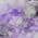 Purple color or pattern variation