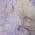 Purple color or pattern variation