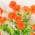 Orange color or pattern variation